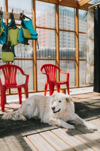 Old Dog Sitting on Porch