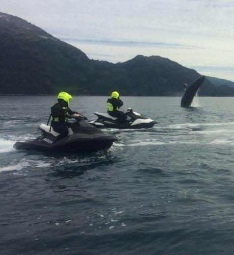 Jet skiers photographing a whale breaching in Prince William Sound Alaska